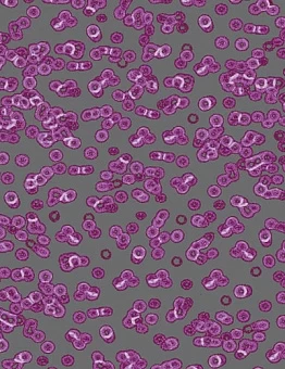 Ковролин Flotex Sottsass