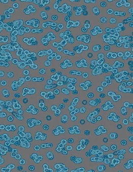 Ковролин Flotex Sottsass