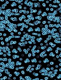 Ковролин Flotex Sottsass